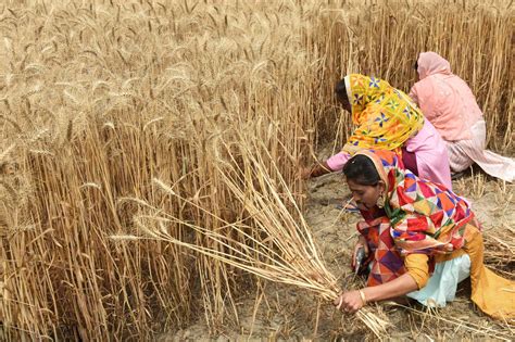 印度禁止小麦出口