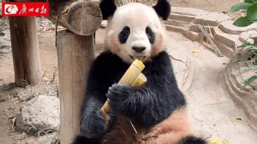 原来熊猫的笑声这么粗犷