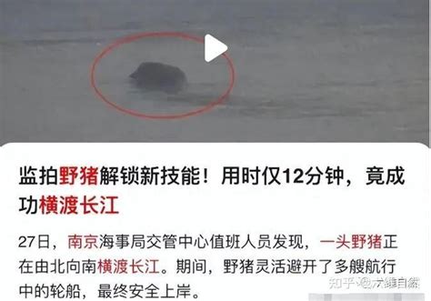 又一野猪横渡长江上岸安徽