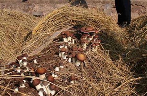 反季节大球盖菇栽培