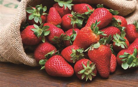 反季草莓危害