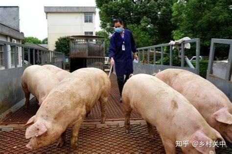 发改委预计短期猪价或震荡缓涨