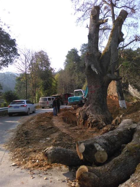 古树被砍伐案例