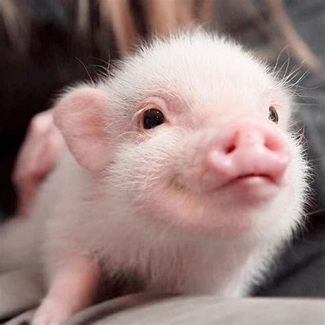 可爱猪宝宝