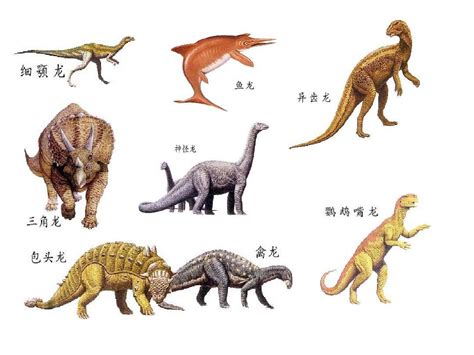 各个恐龙的名称