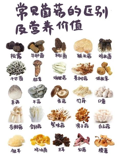 各种菌类菇图片及名称