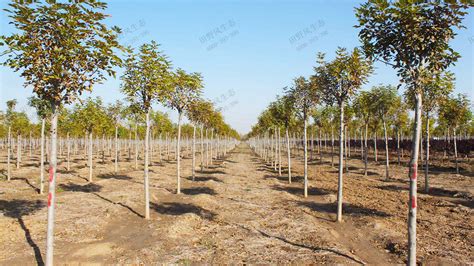 吉林省苗木种植基地