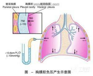 吸气为什么能产生胸腔负压