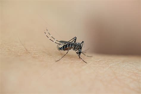 吸血蚊成长