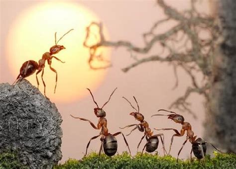 周公解梦之梦见蚂蚁