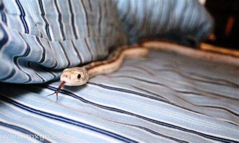 周公解梦做梦梦到家里有蛇