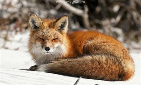 周公解梦梦到狐狸是怎么回事