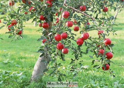 周公解梦梦见在树上摘苹果