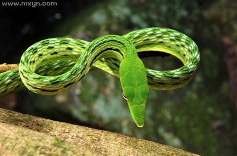 周公解梦梦见很多绿色的蛇