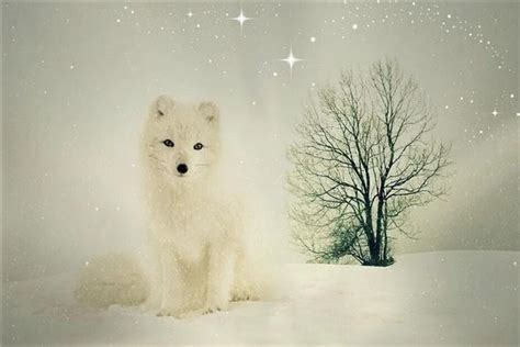 周公解梦梦见抱着白色的狐狸