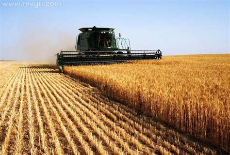 周公解梦梦见收小麦丰收