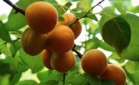周公解梦梦见树上很多杏子