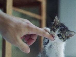 周公解梦梦见猫咬自己手指