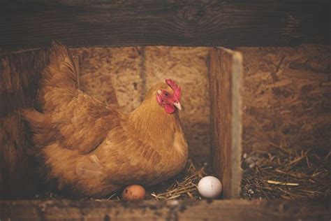 周公解梦梦见鸡和鸡蛋