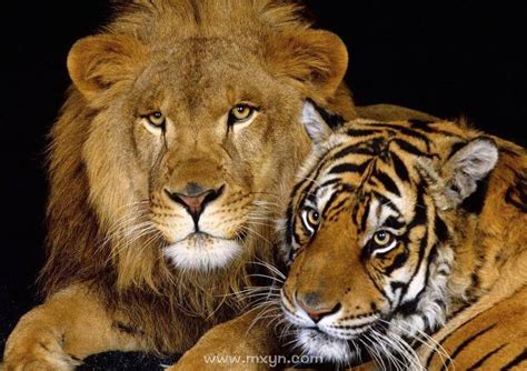 周公解梦狮子和老虎
