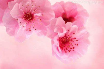 周公解梦粉色的花