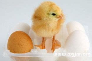 周公解梦鸡蛋孵出小鸡