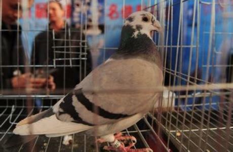 周口黄淮市场有卖鸽子的吗