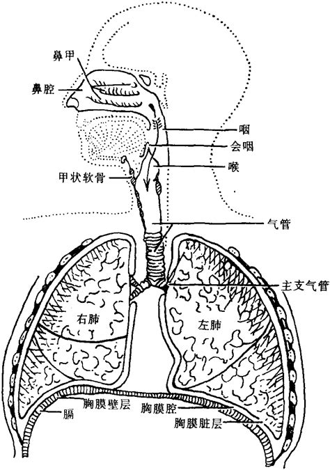 呼吸系统结构图