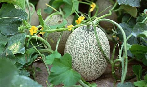 哈密瓜籽种植的过程