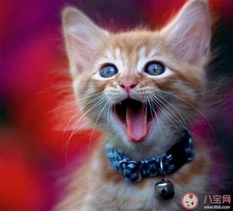 哪种动物的叫声与猫咪的叫声相似