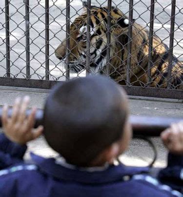 唐山动物园狮子咬死老虎事件