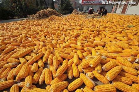 商丘市今日玉米多少钱一斤