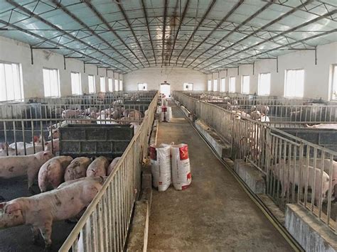 商丘市永城有大型养猪场