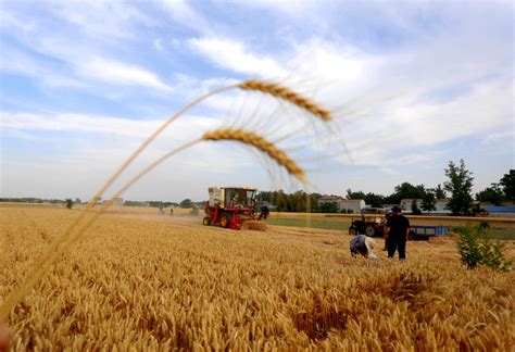 商丘最新小麦的价格多少钱一斤