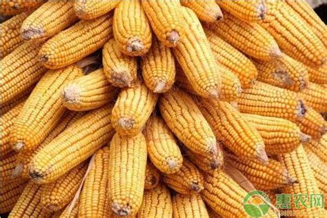 商丘的玉米多少钱一斤