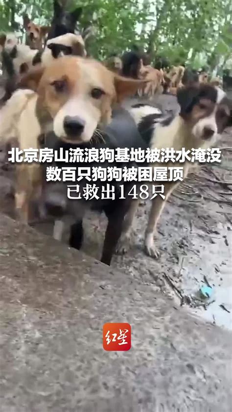 四只狗狗救牛的原视频