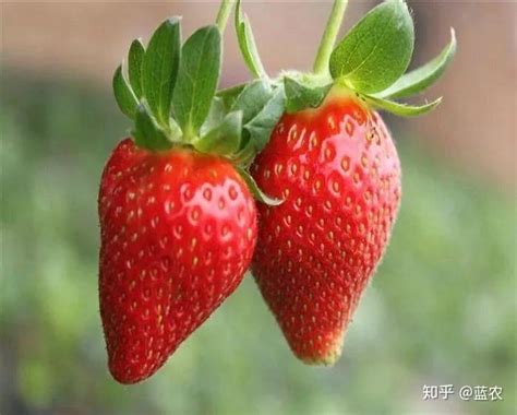 四季草莓多久结果一次