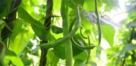 四季豆怎么种植和管理方法