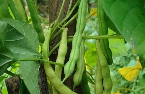 四季豆的种植时间与方法