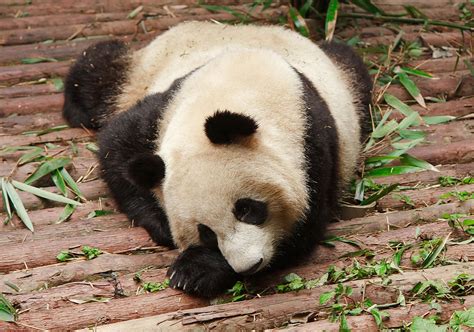 四川卧龙熊猫基地旅游攻略