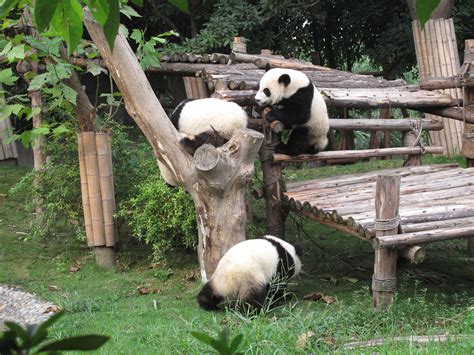四川有多少大熊猫