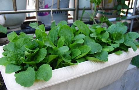 四月阳台可以种植什么蔬菜