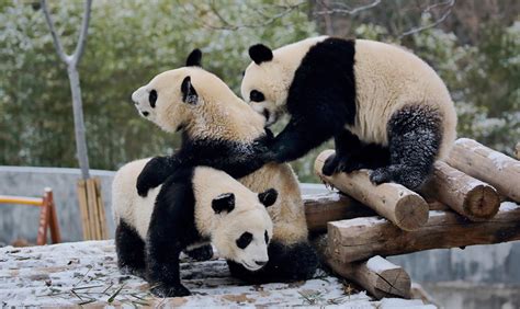 国外的中国熊猫宝宝