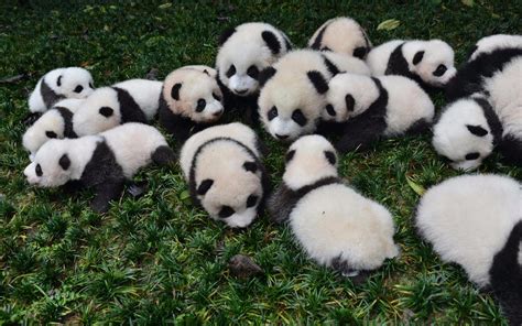 国外看到熊猫宝宝大合照