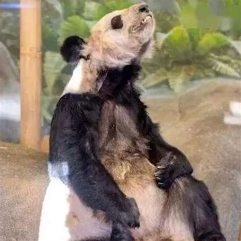 国宝大熊猫在美国死亡