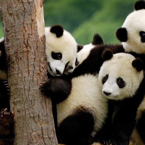 国宝大熊猫有什么用