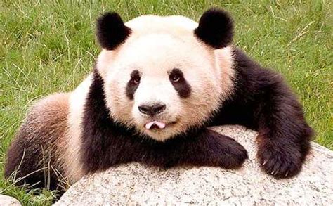 国宝熊猫作文300字