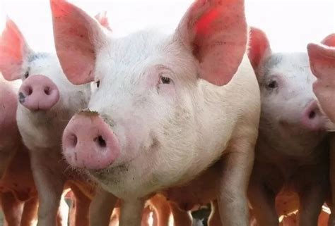 国家发改委对猪价的调控