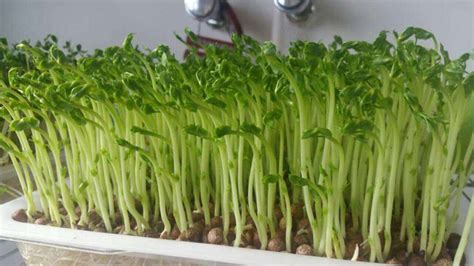 土培豌豆苗的种植方法