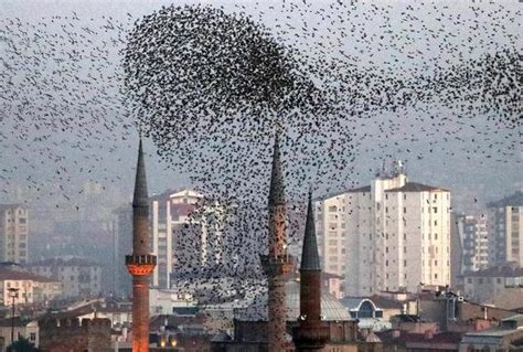 土耳其地震出现大量飞鸟
